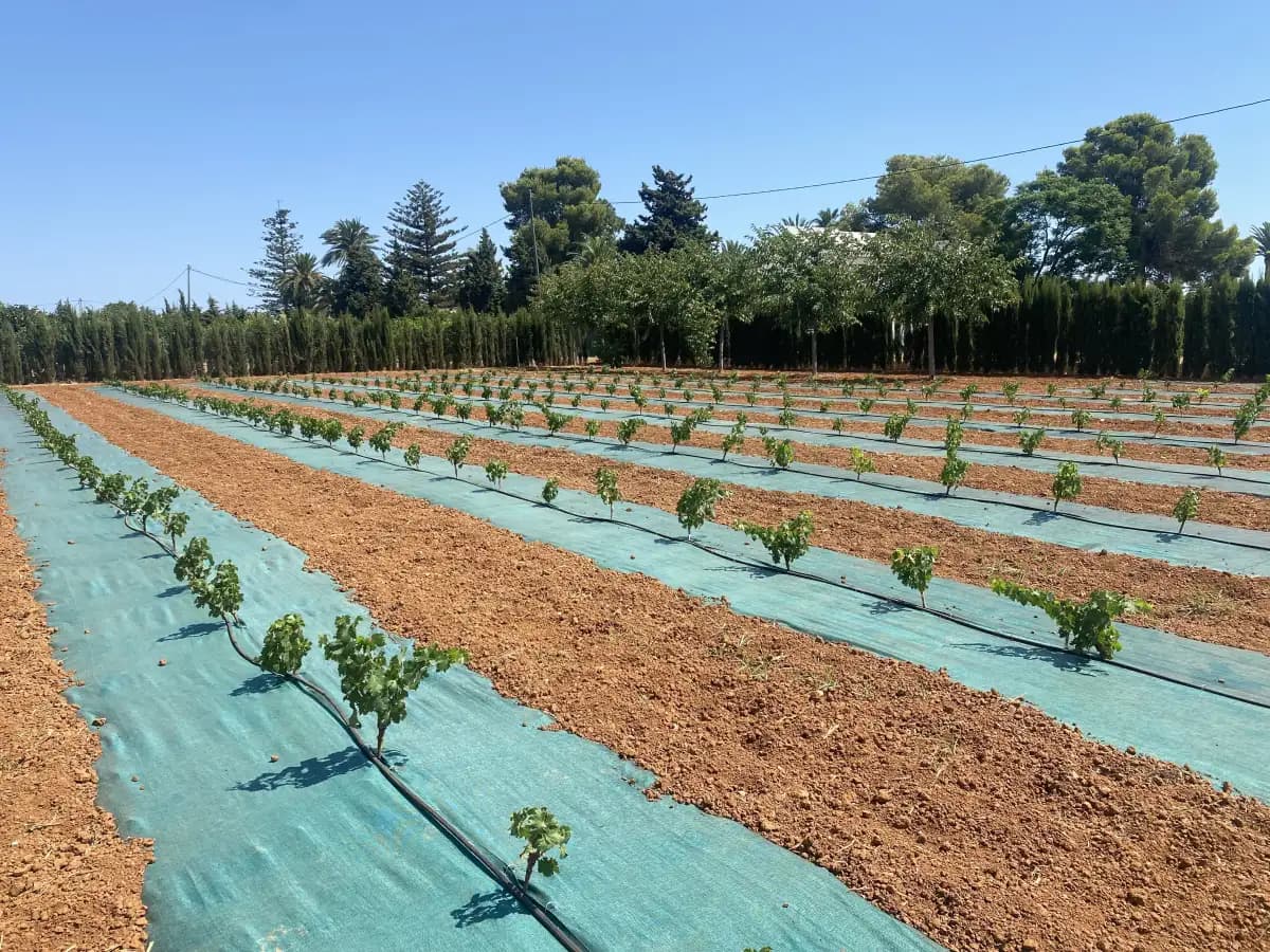 Malla cubresuelos antihierbas instalada en campo agrícola — Textil Villa de Pego